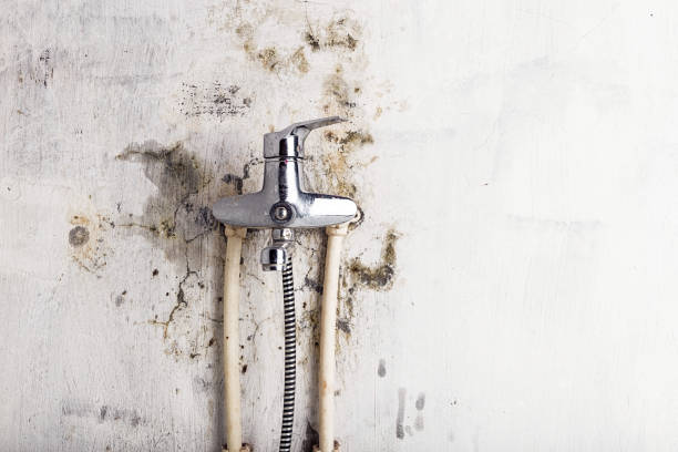 Best Professional Mold Removal  in St Helena, CA