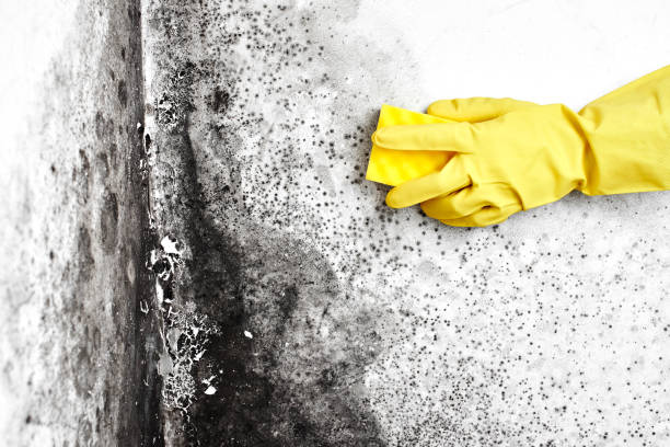 Best Mold Testing  in St Helena, CA