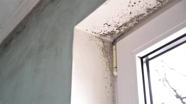 Best Local Mold Removal Service  in St Helena, CA