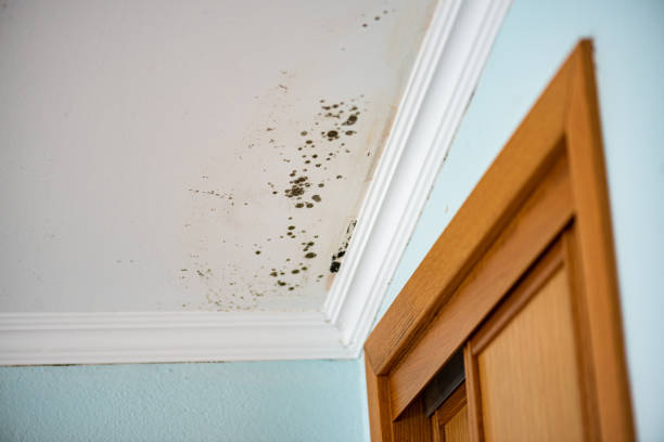 Best Mold Remediation Experts  in St Helena, CA