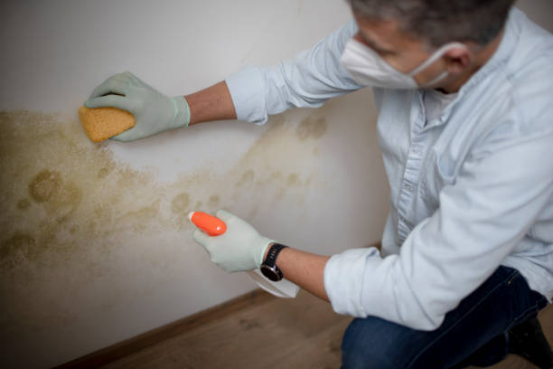 Best Toxic Mold Removal  in St Helena, CA