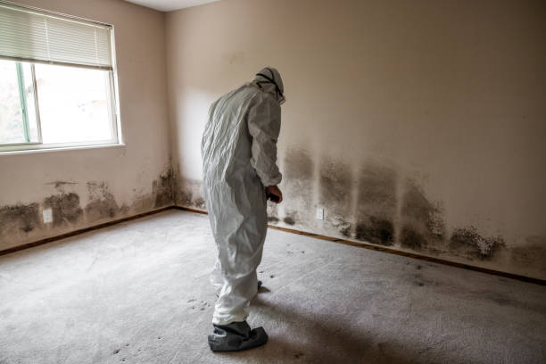Best Local Mold Removal Service  in St Helena, CA