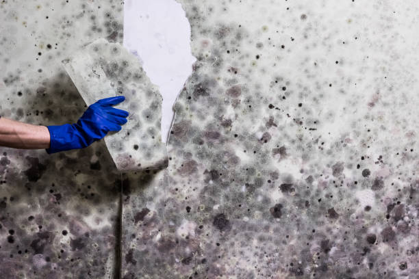 Trusted St Helena, CA Mold Removal Experts