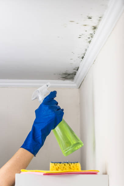 Best Crawl Space Mold Removal  in St Helena, CA