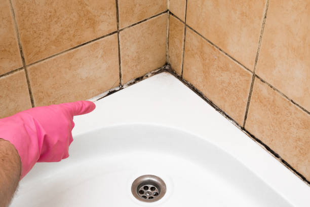 Best Mold Removal Specialists  in St Helena, CA