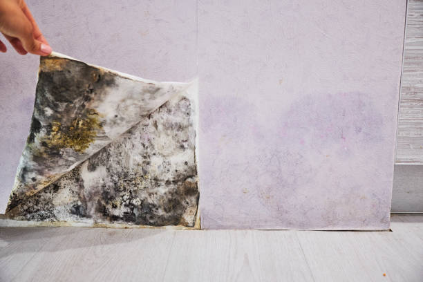 Best Mold Removal Company Near Me  in St Helena, CA